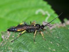 Ichneumon extensorius